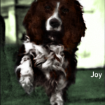Joy, the little spaniel who belonged to Crown Prince Alexei and who was the only survivor of the night when the Russian Imperial Family was murdered.
